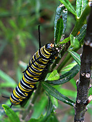 photo "Eating the leaf"