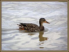 photo "duck swimming in the river"