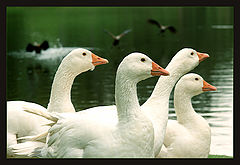 photo "duck tales"