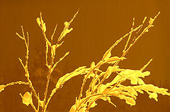 photo "Branches in snow"