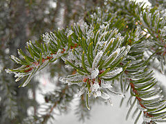 photo "Frozen spruce"