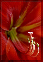 photo "SnowWhite and The Six Dwarfs"