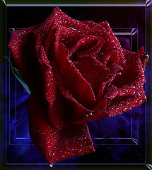 photo "Rose of the world"
