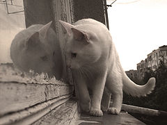 photo "Looking For Something"