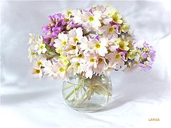 photo "***"