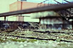 фото "dead nature environment"