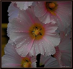 photo "after the rain"