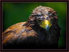 фото "after the bath"