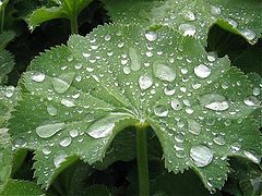 фото "Drop in nature."