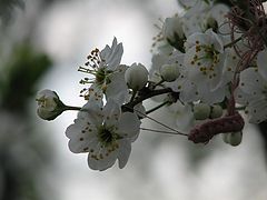 photo "***"