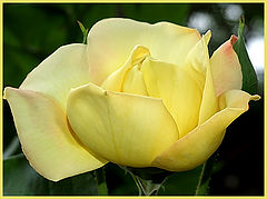 photo "***"