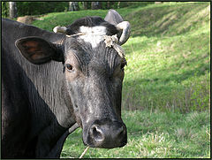 photo "pastoral portrait"