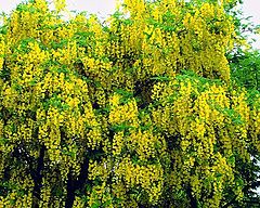 фото "" Laburnum ""