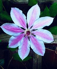 фото "Clematis " Nelly Moser ""