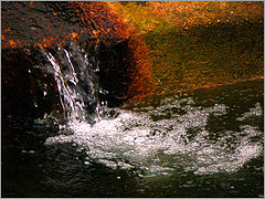 photo "Просто так"