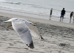 photo "Flight over"
