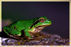 photo "Frog (sunbathing)"