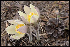 photo "Pasqueflower / 170_0054"