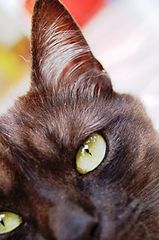 photo "..."