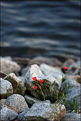 photo "***"