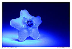 photo "Frozen Star"