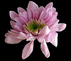 photo "Lady pink"