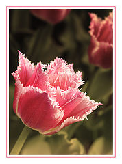 photo "***"