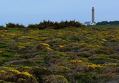 photo "Lighthouse and moor"