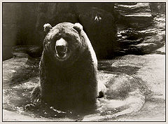 photo "Canadian MEDVED"