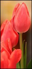 фото "Tulip Still Life"