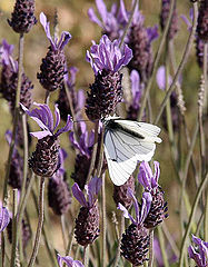 photo "Butterfly"