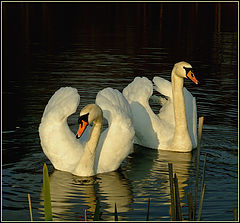 фото "(2)(2)"