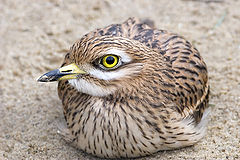 photo "Burhinus oedicnemus"