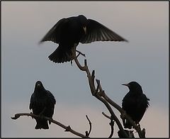 photo "starlings"