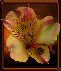 photo "flower of the sundown"