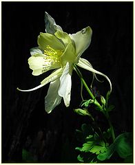 photo "Columbine"