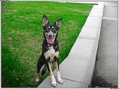 photo "interesteD DOg"