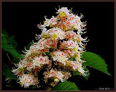 фото "wild chestnut flowers"