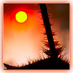 photo "***"