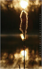 photo "***"