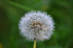 photo "***"