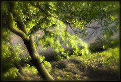 photo "green paradise"