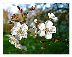 photo "Cherry flowers"