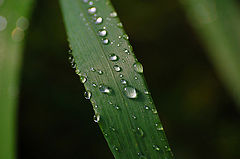 photo "***"