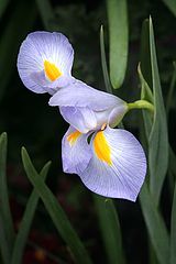 фото "In the shadows III"