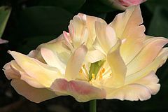 фото "In the shadows IV"