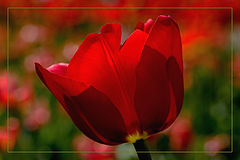 photo "A tulip"