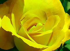 photo "Rose"