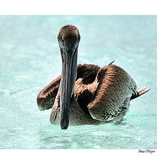 photo "Wonderful bird"