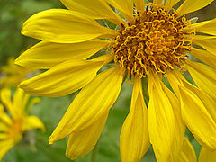 photo "Arrow Root Blossom"